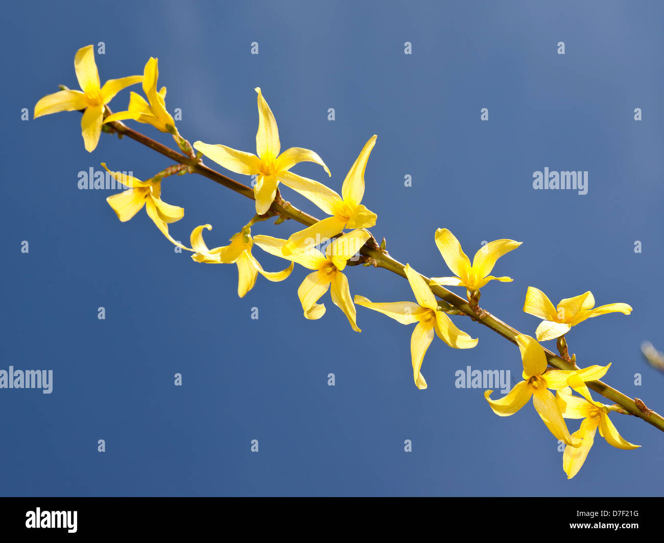A branch of Forsythia x intermedia (Border Forsythia) with bright yellow flowers against light blue background (sky) Stock Photo