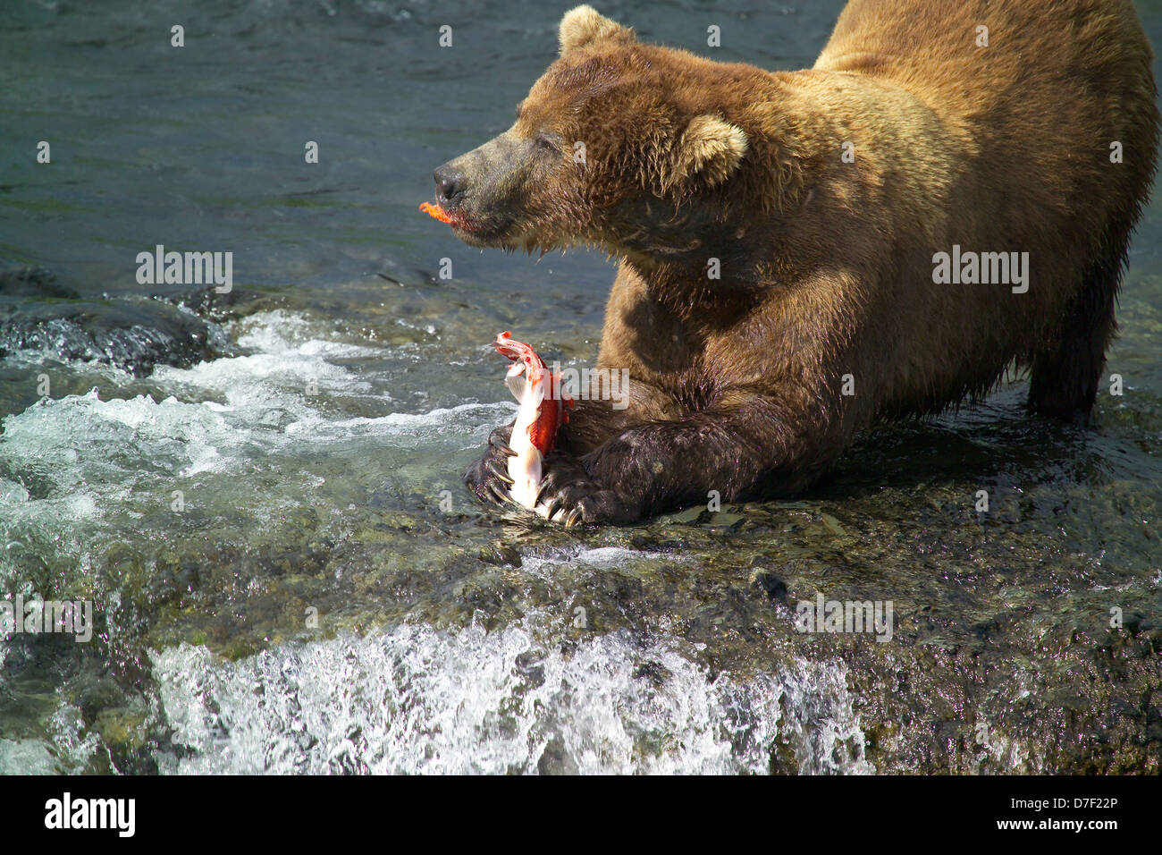 An Alaskan Brown Bear catches a leaping sockeye salmon along Brooks Falls July 20, 2006 in Katmai National Park, Alaska. Stock Photo