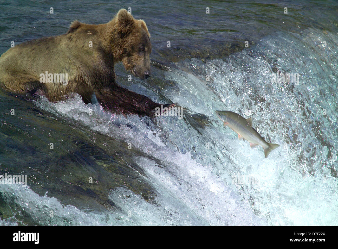 An Alaskan Brown Bear catches a leaping sockeye salmon along Brooks Falls July 5, 2006 in Katmai National Park, Alaska. Stock Photo