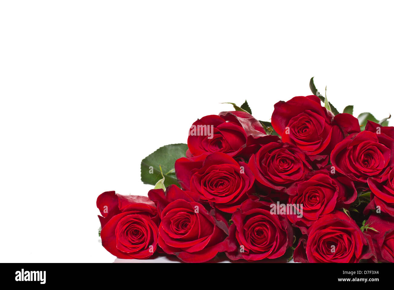 beautiful red roses Stock Photo - Alamy