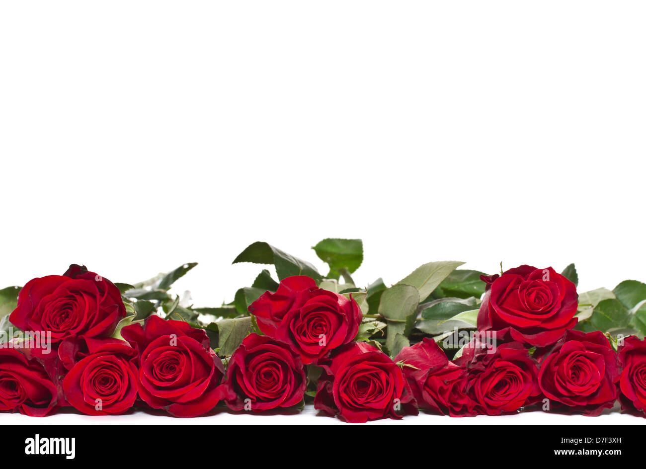 beautiful red roses Stock Photo - Alamy