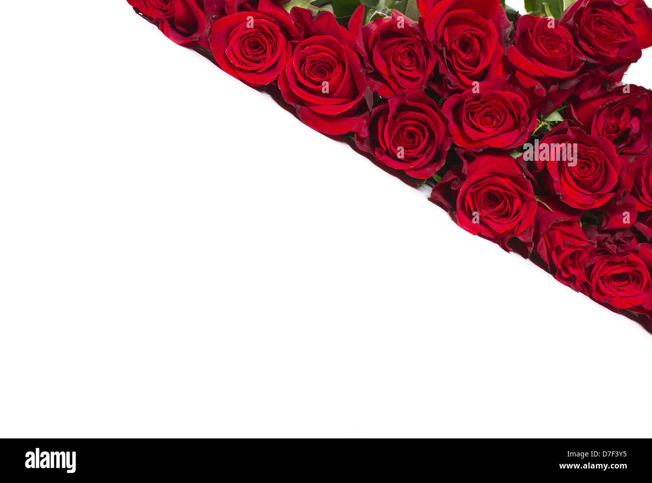 beautiful red roses Stock Photo - Alamy