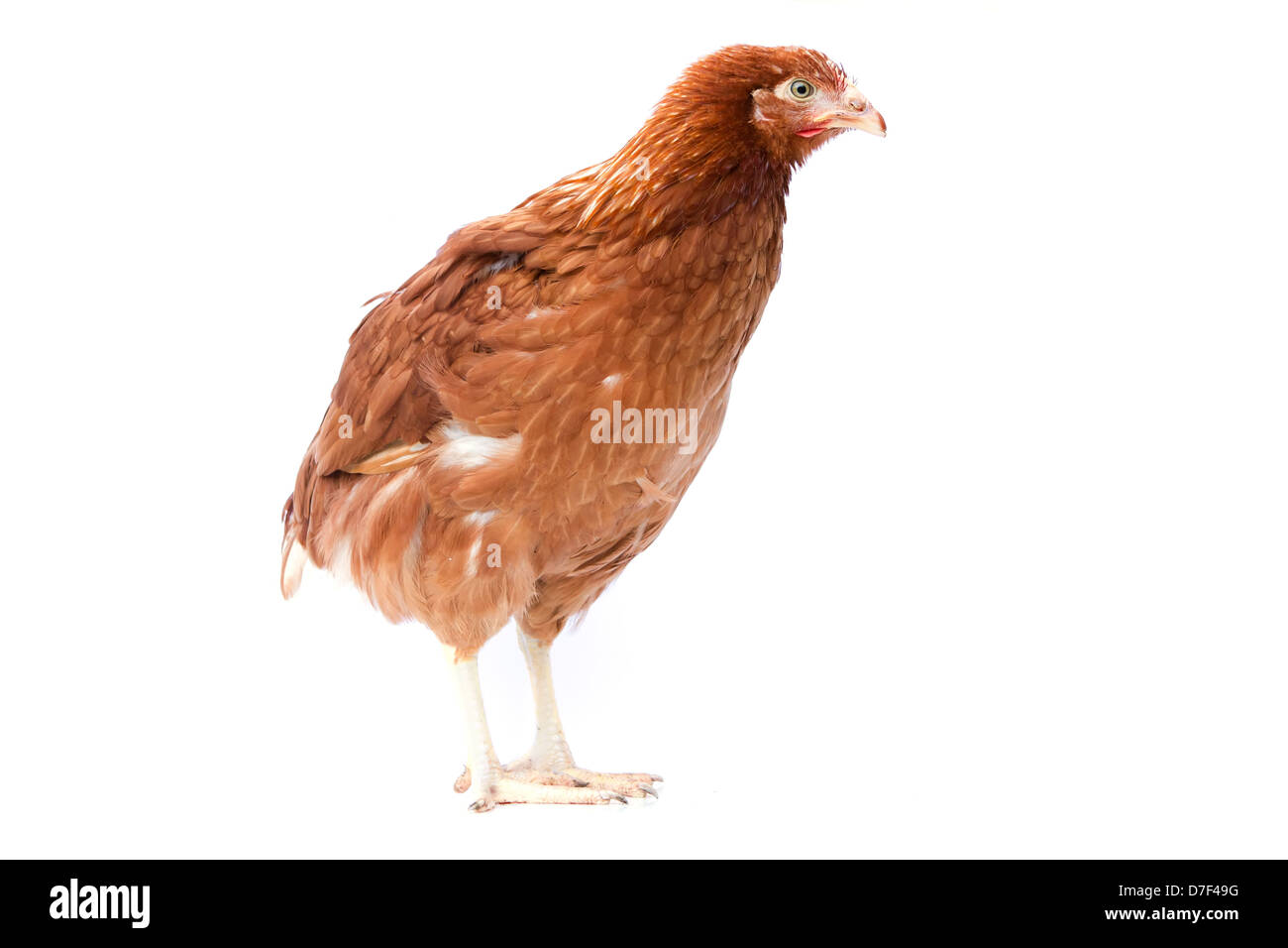 young pullet isolated Stock Photo