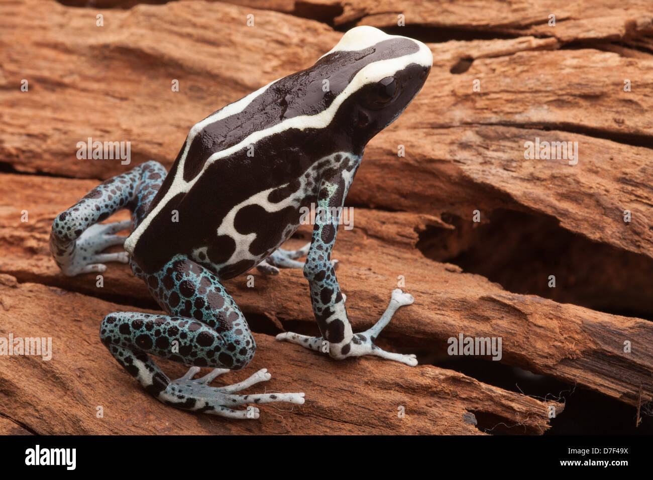 Poison dart frog, Dendrobates tinctorius A poisonous amphibian from the tropical Amazon rain forest. Stock Photo