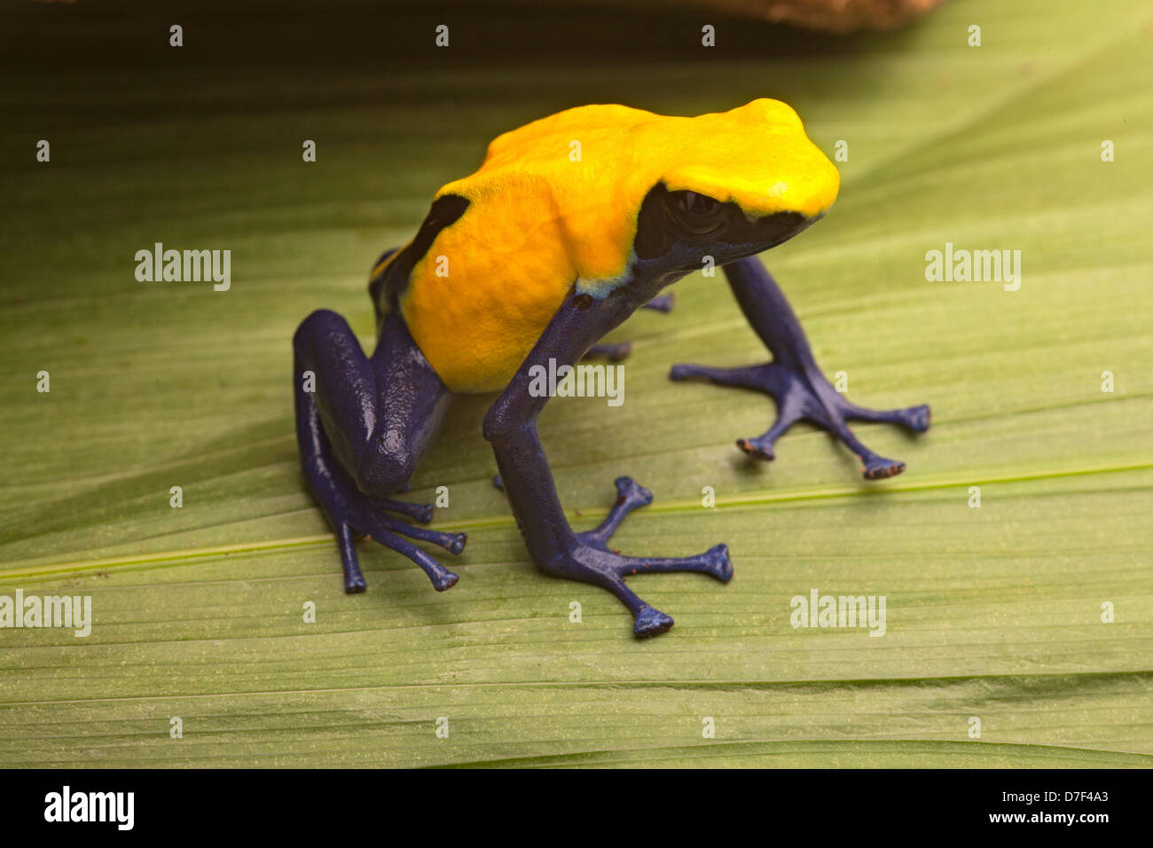 Yellow and blue poison dart frog, Dendrobates tinctorius citronella. A beautiful poisonous animal from the Amazon rain forest. Stock Photo