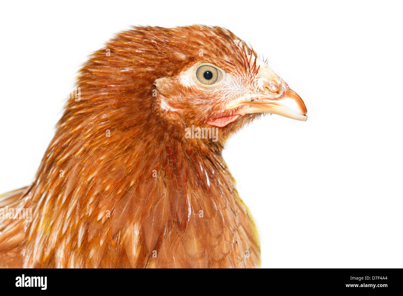 young pullet looking ahead Stock Photo