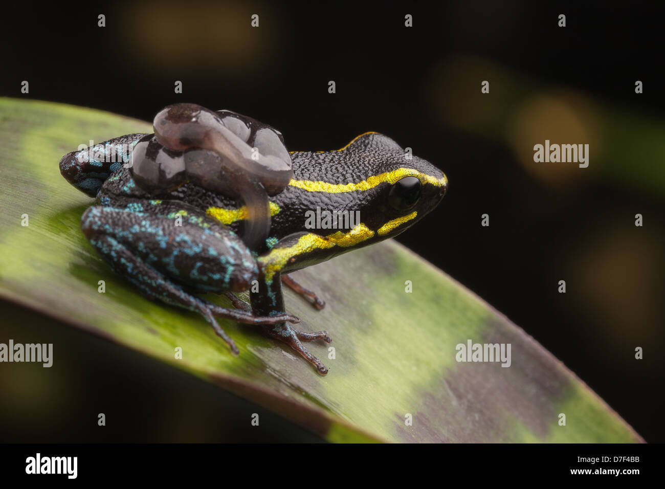 poison dart frog carrying tadpoles on back Hyloxalus azureiventris from tropical Amazon rain forest Stock Photo