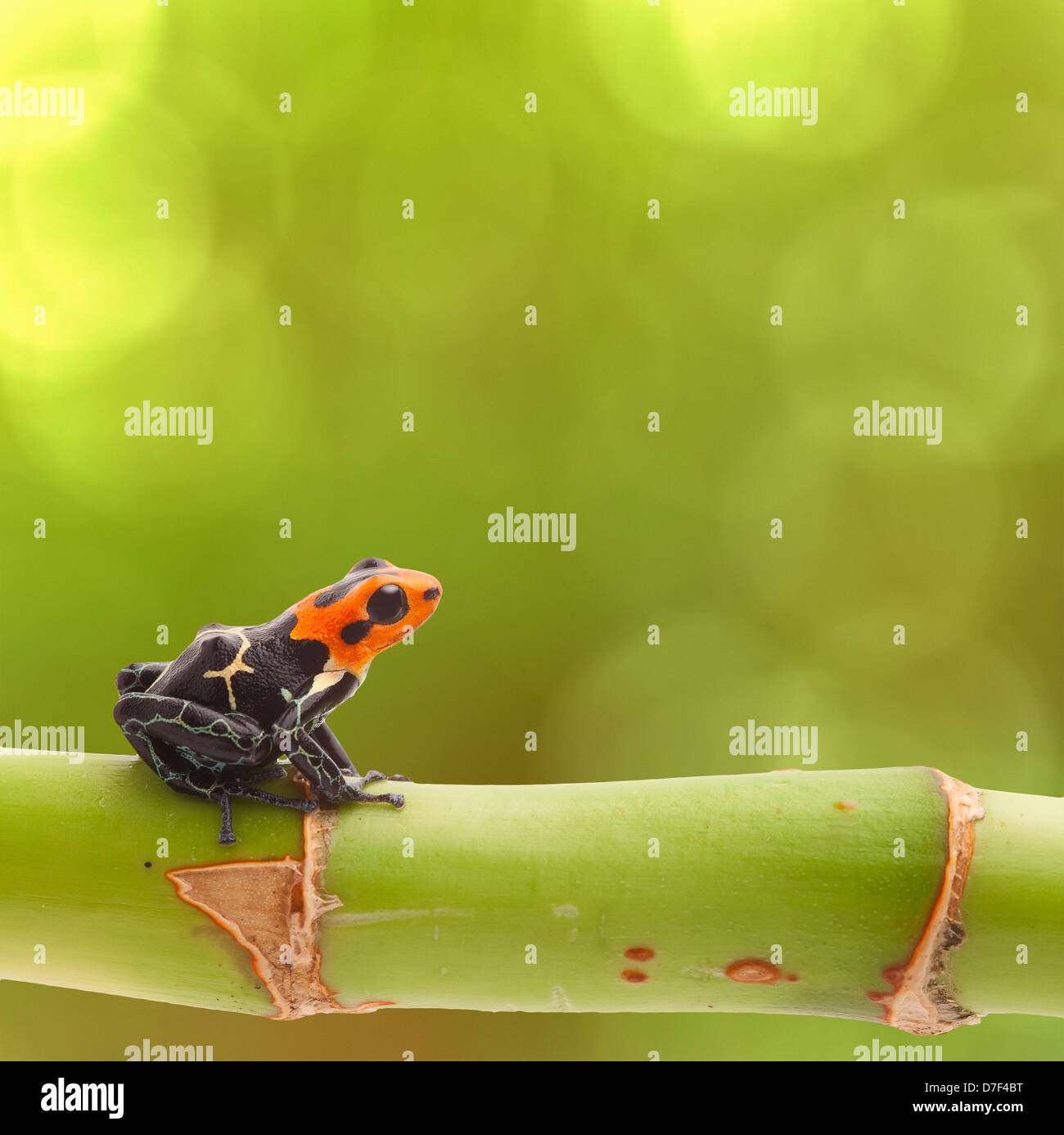 tropical poison arrow frog rain forest background with copy space poisonous animal ranitomeya fantastica from Amazon rainforest Stock Photo