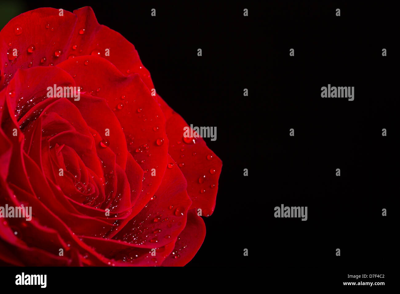 beautiful red roses Stock Photo - Alamy