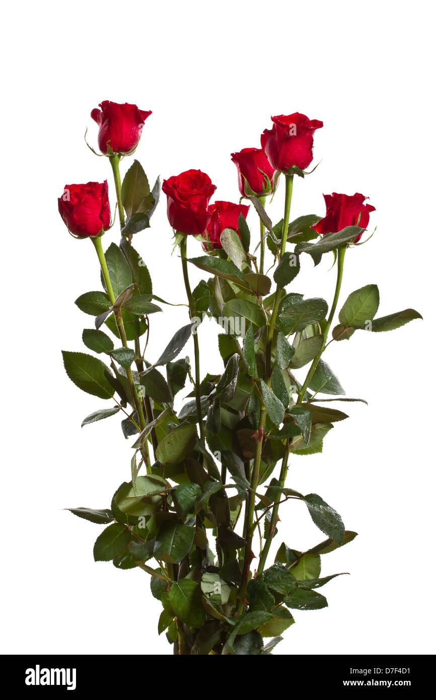 beautiful red roses Stock Photo - Alamy