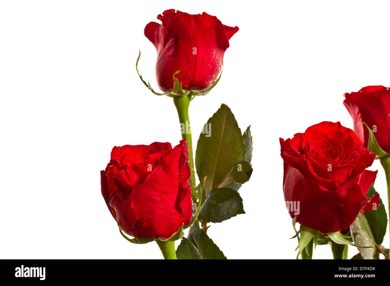 beautiful red roses Stock Photo - Alamy