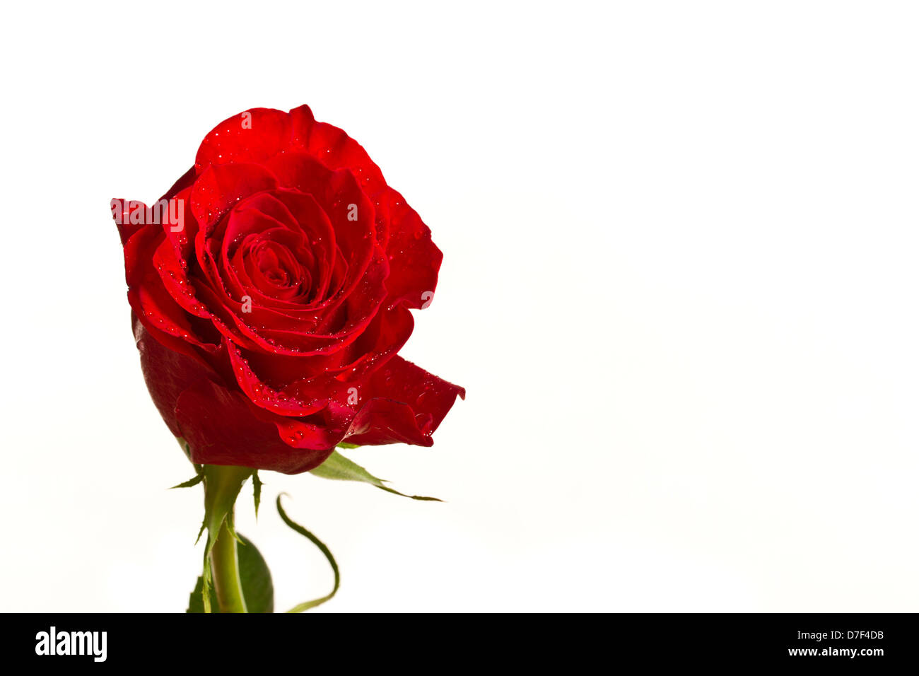 beautiful red roses Stock Photo - Alamy