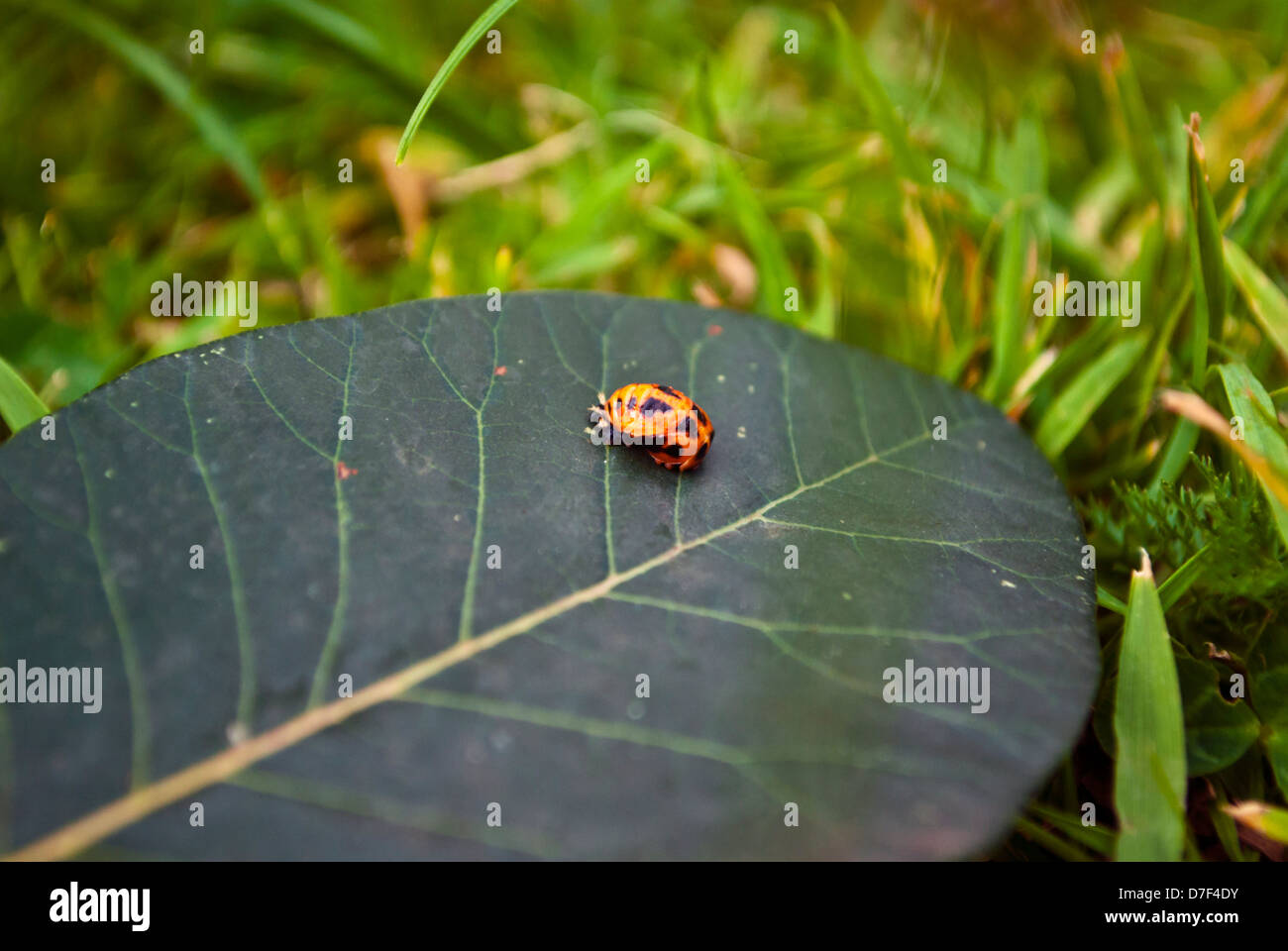 A close-up shot of a colourful bug on a leaf. Stock Photo