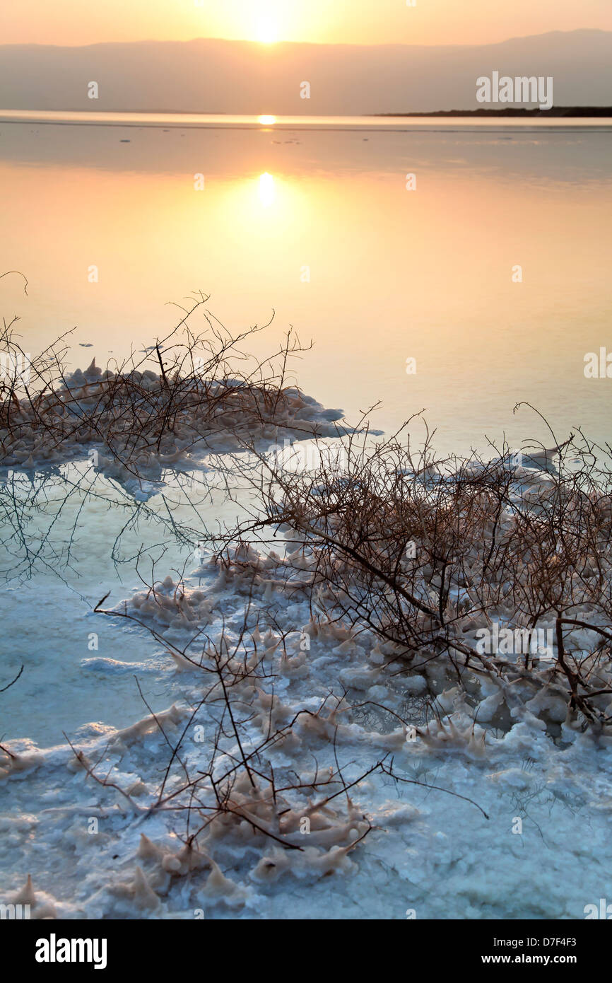 It's dawn at famous Dead Sea in Israel. Salt clusters grouped on withered bushes break orange hues reflected in calm shallow Stock Photo