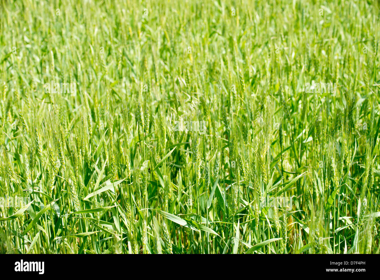 Closeup of green wheat headed out, in Oklahoma, USA. Stock Photo