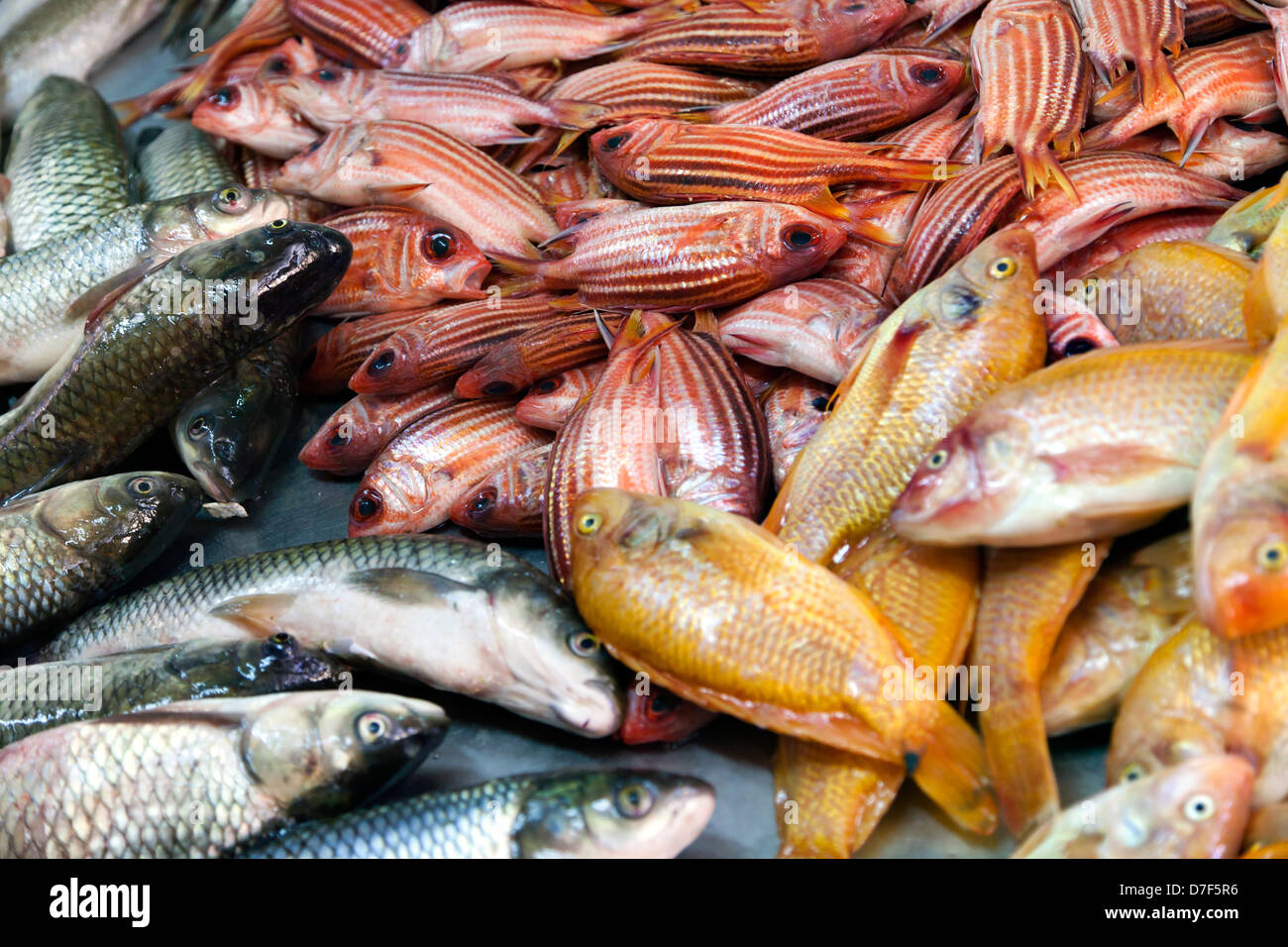 Fresh colorful fish displayed for sale in a market. Stock Photo