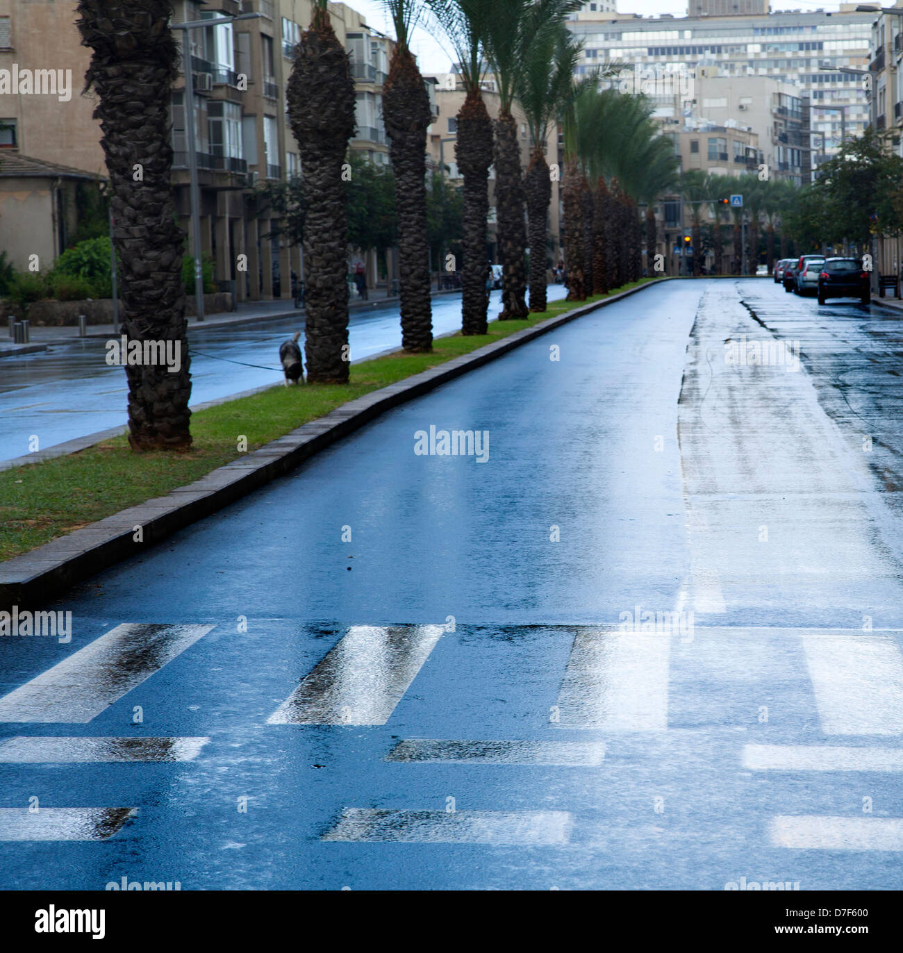 Early winter morning in TelAviv, the wet street is empty from vehicles