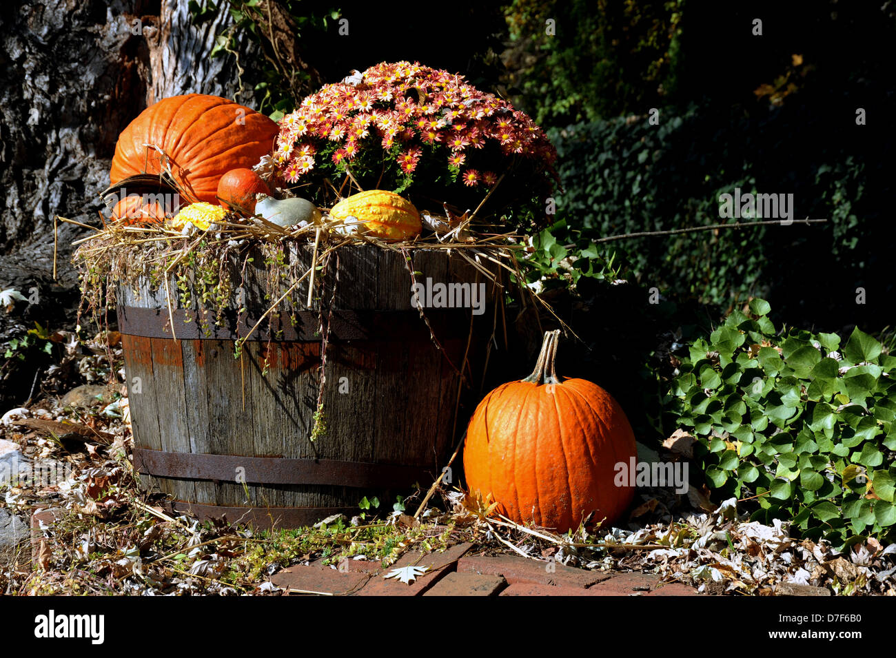 Autumn flowers and pumpkins in old barrel Shepherdstown Jefferson County West Virginia, pumpkins, autumn flowers, wagon, Stock Photo