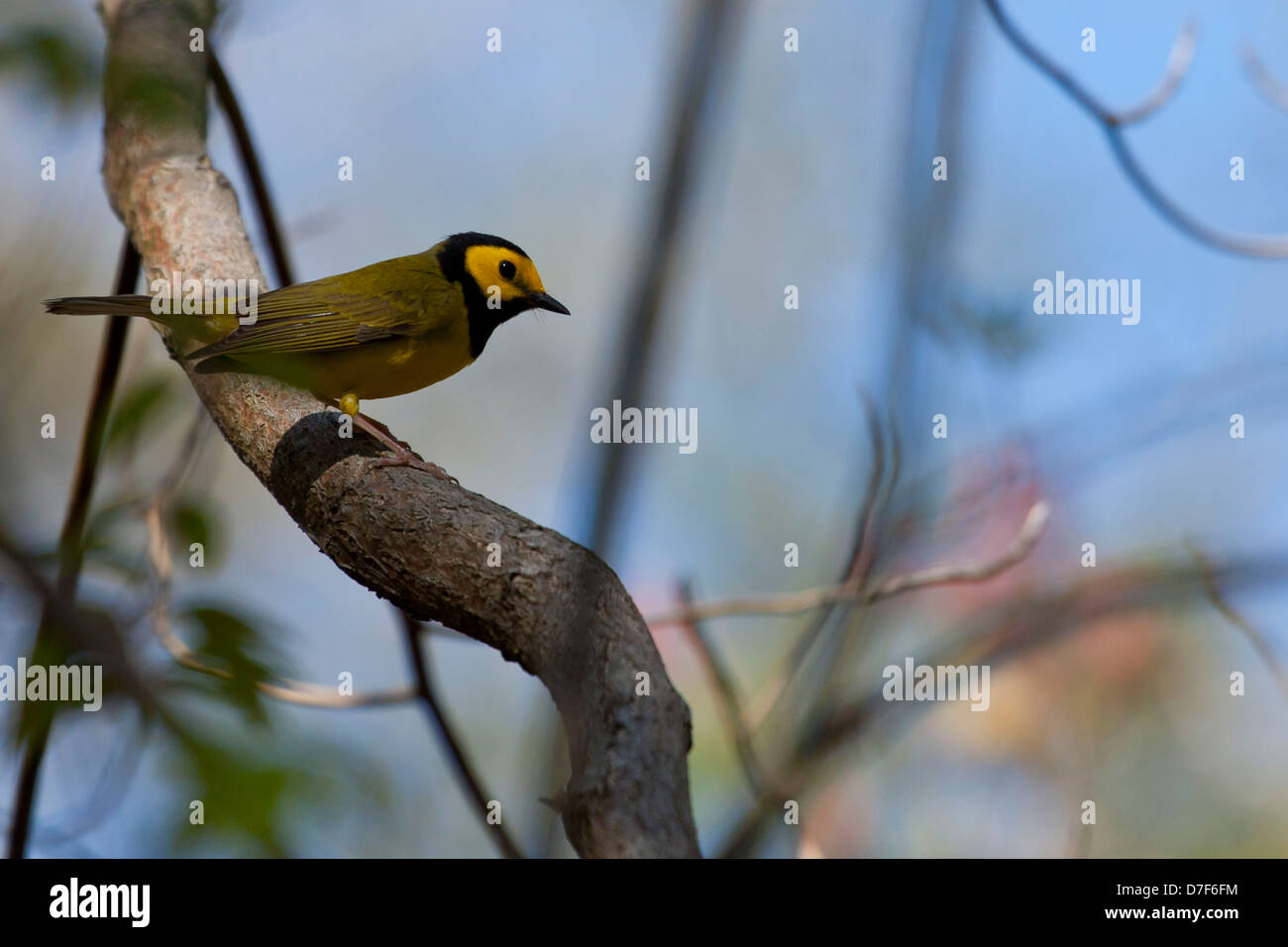 Hooded warbler Setophaga citrina Stock Photo Alamy