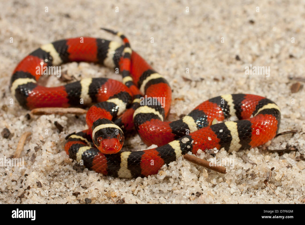 Closeup view of a scarlet king snake in sand - Lampropeltis elapsoides Stock Photo