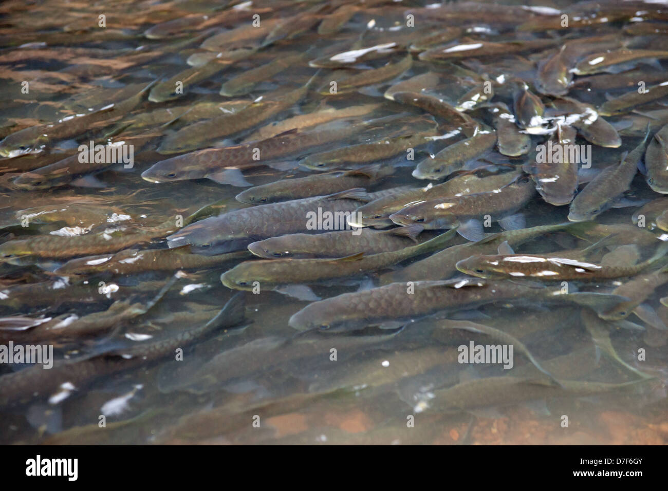 school of large fish in national park river in thailand Stock Photo - Alamy school of large fish in national park river in thailand Stock Photo - Alamy