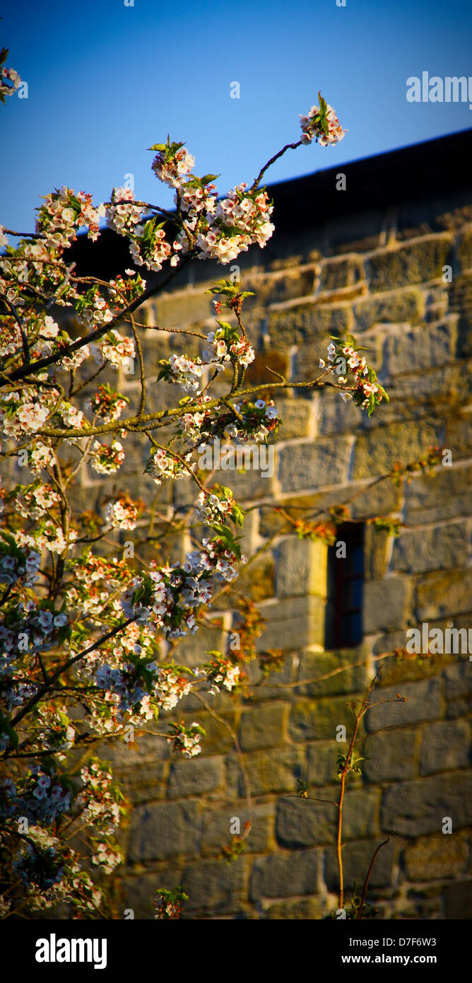 South Queensferry, Scotland, UK. 6th May 2013.  Cherry blossom starts to show on a sunny Bank Holiday Monday in South Queensferry Scotland. Credit:  ALAN OLIVER / Alamy Live News Stock Photo