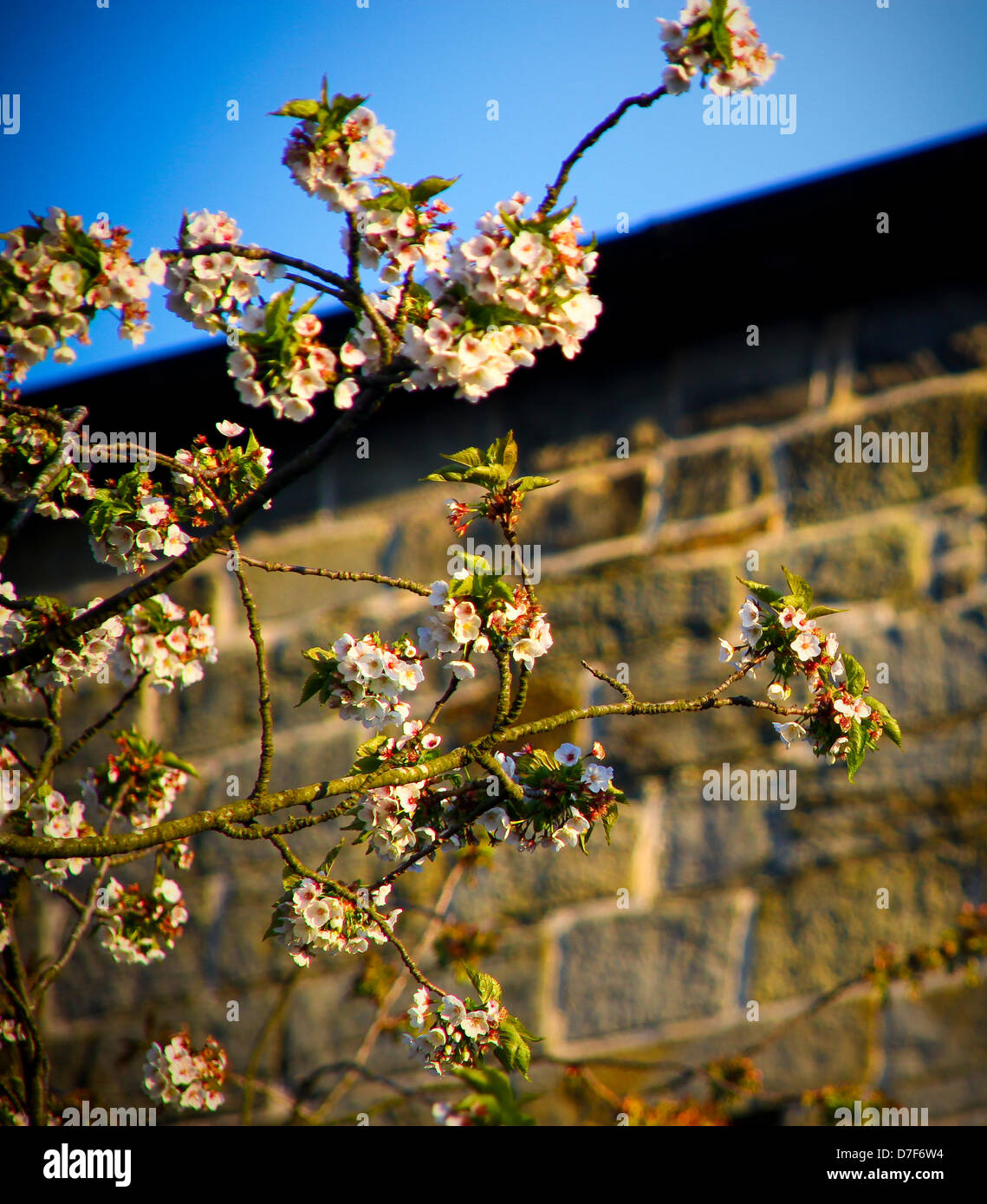 South Queensferry, Scotland, UK. 6th May 2013.  Cherry blossom starts to show on a sunny Bank Holiday Monday in South Queensferry Scotland. Credit:  ALAN OLIVER / Alamy Live News Stock Photo