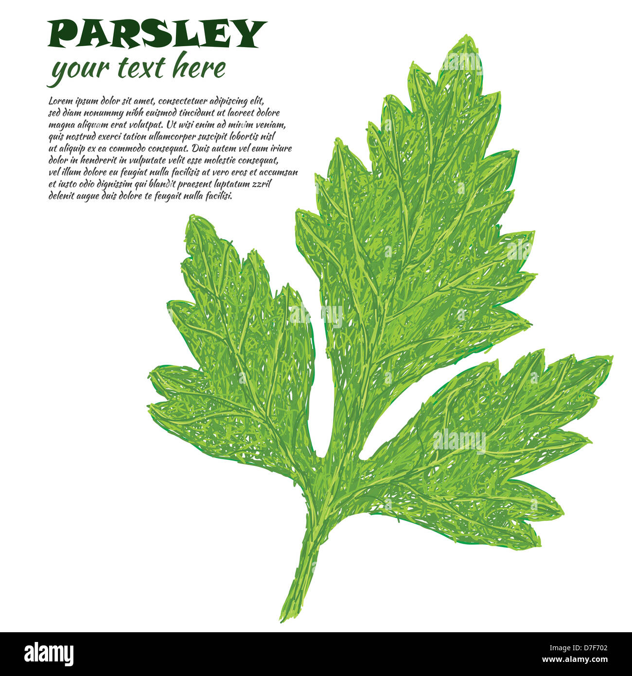 Closeup Illustration Of Parsley Leaf Isolated In White Background Stock Closeup Illustration Of Parsley Leaf Isolated In White Background D7F702