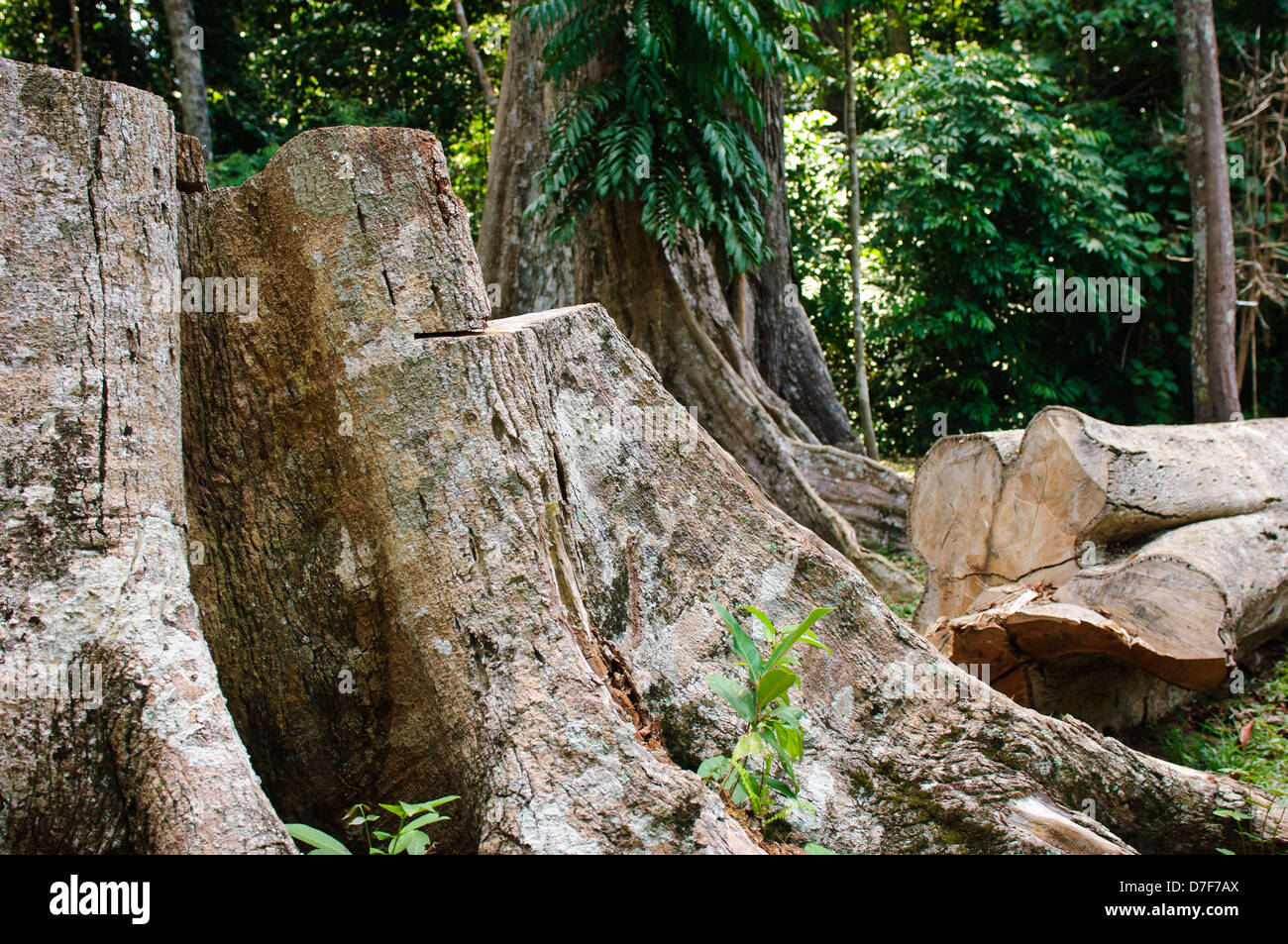 Lowland dipterocarp trees being legally felled for their timber, Pulau
