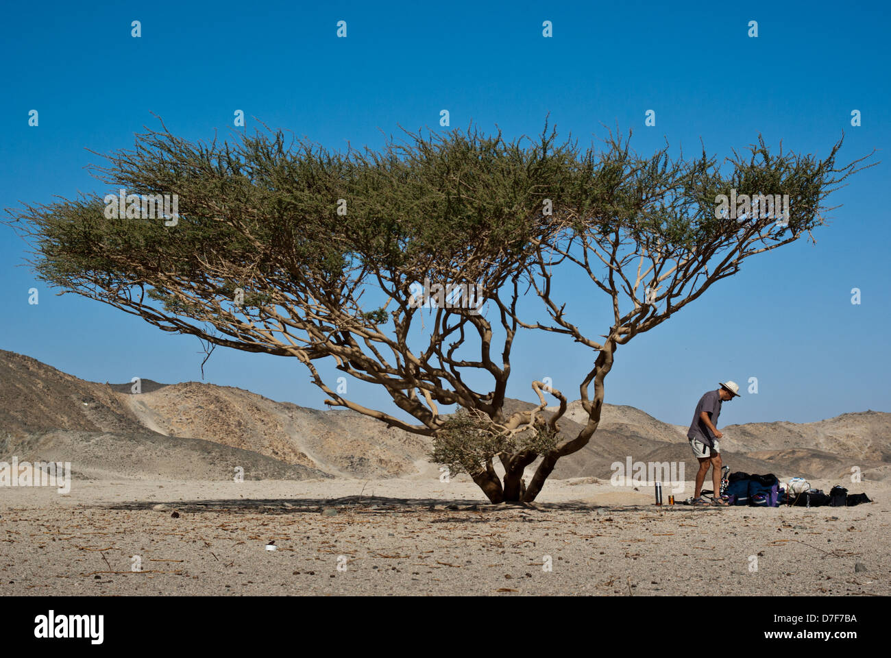 My Camp under Acacia Tree, Eastern Arabian Desert, Upper Egypt Stock Photo