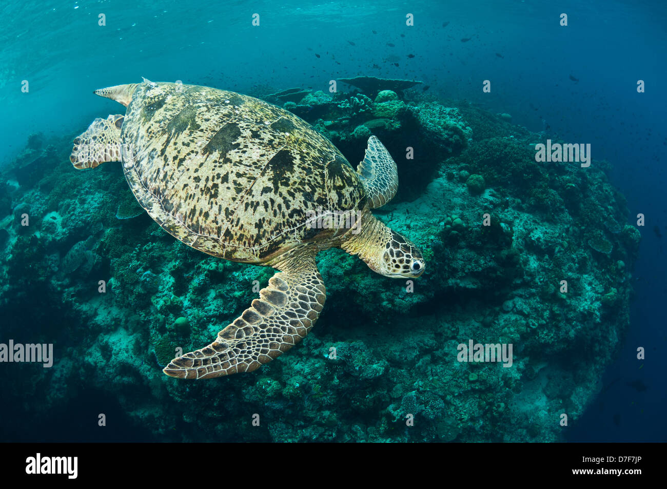 Green turtle swimming above a reef, Pulau Sipadan, Sabah, Malaysia. Stock Photo