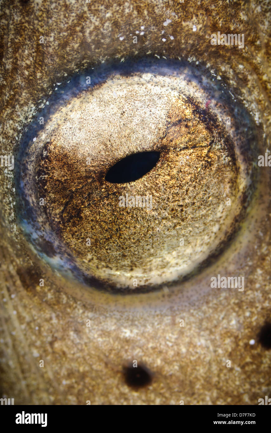 Close up of a snake eel's eye, Mabul, Sabah, Malaysia. Stock Photo
