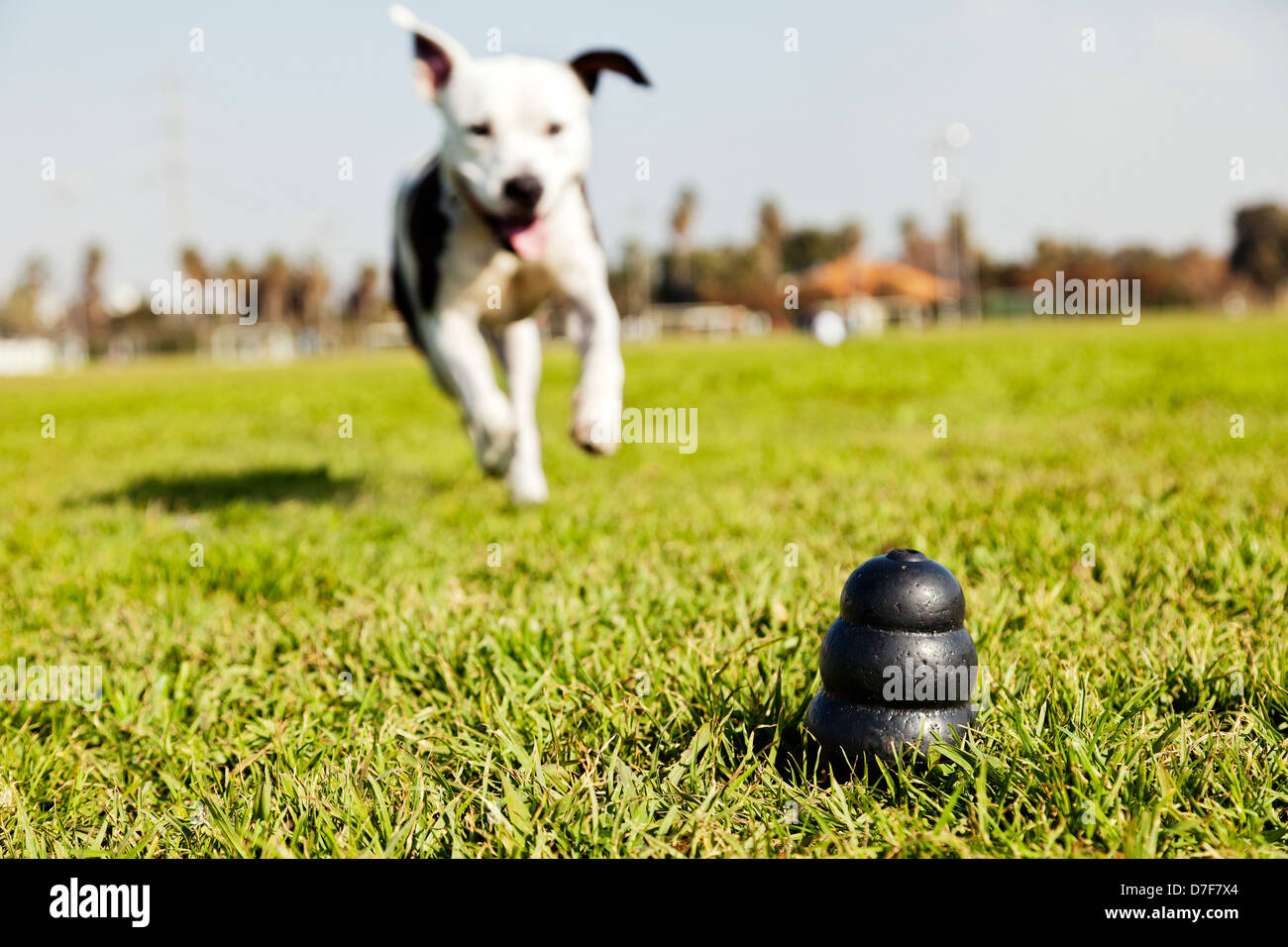 A black dog toy at the front of the frame, with a blurred Pitbull running towards it from the distance. Stock Photo