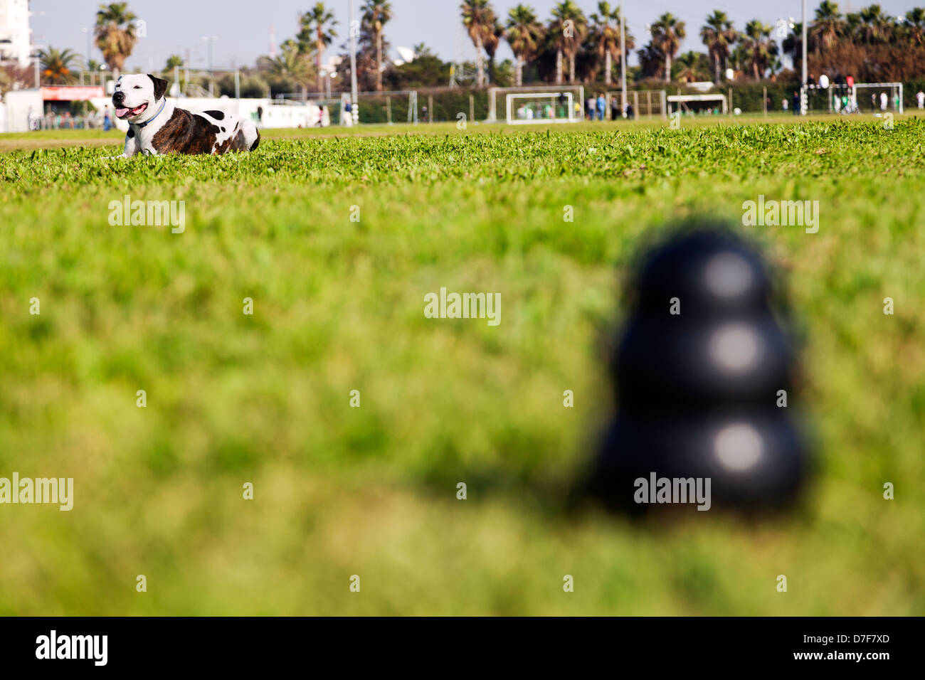 A blurred black dog toy at the front of the frame, with a Pitbull sitting in its proximity, resting for a bit. Stock Photo