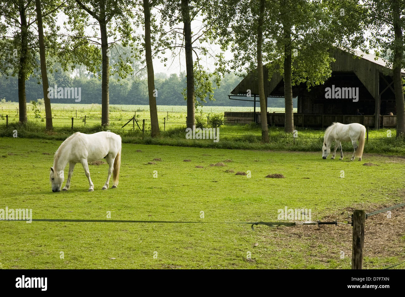 Two white horses hi-res stock photography and images - Alamy