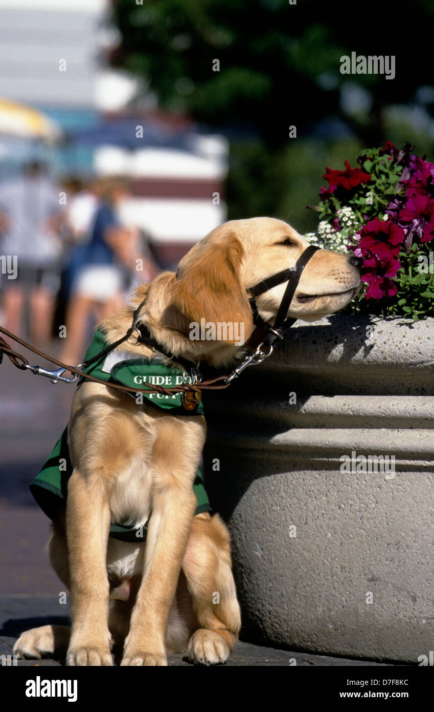 Guide dog puppy in training (golden retriever/yellow Lab mix) sniffing flowers Stock Photo