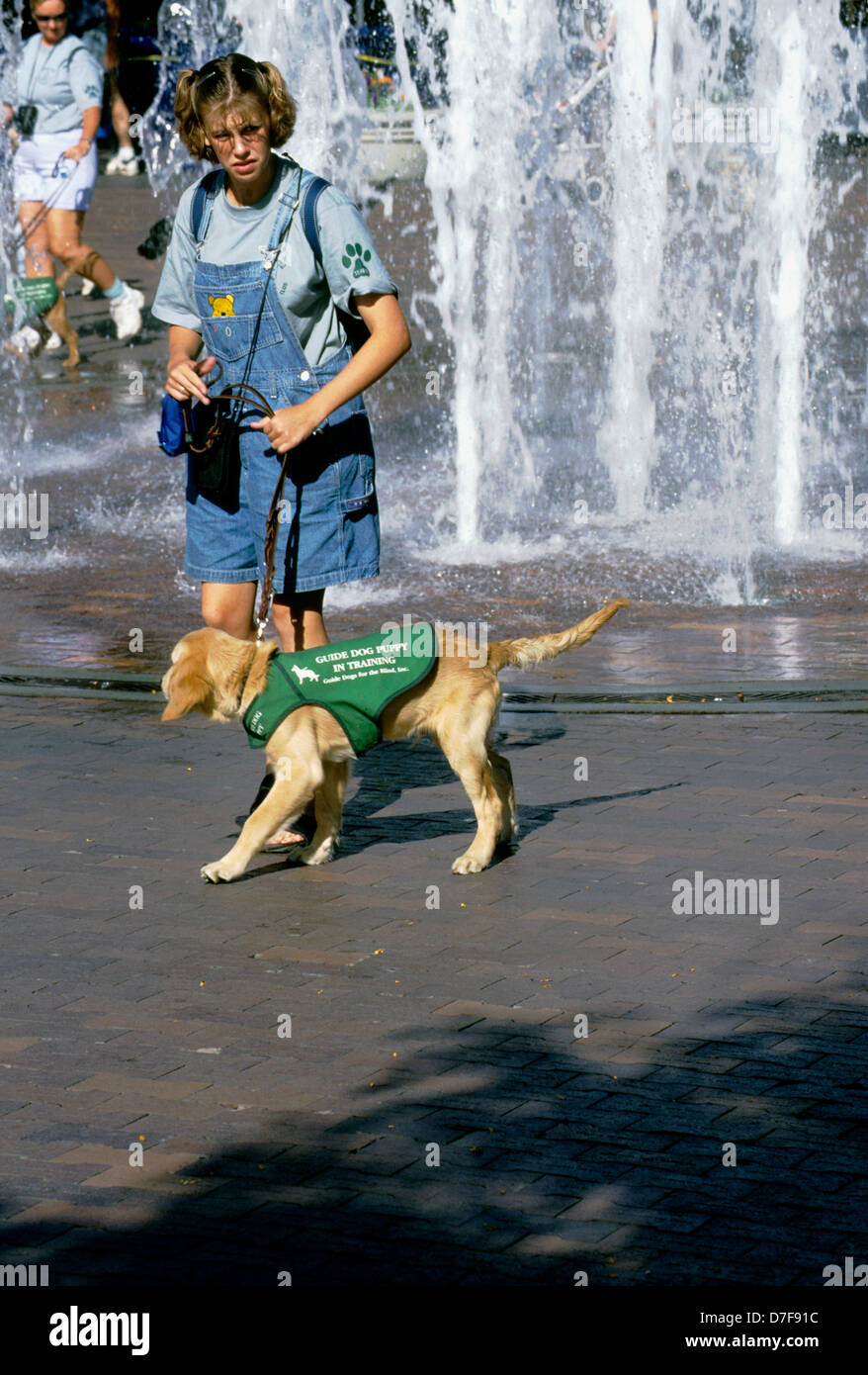 Girl walking guide dog puppy in training (golden retriever/yellow Lab mix) next to a fountain Stock Photo