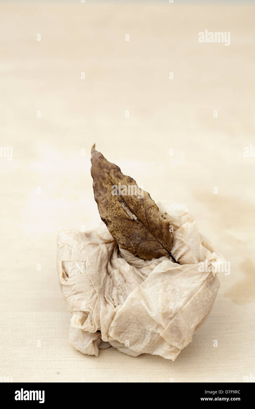 Coffee soaked toilet paper and a dry leaf Stock Photo Alamy