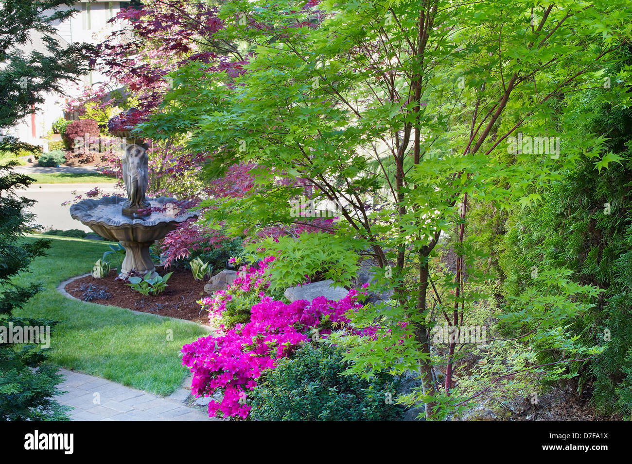 Coral Bark Japanese Maple Tree in Front Law with Water Fountain and Blooming Pink Azalea Flowers Stock Photo
