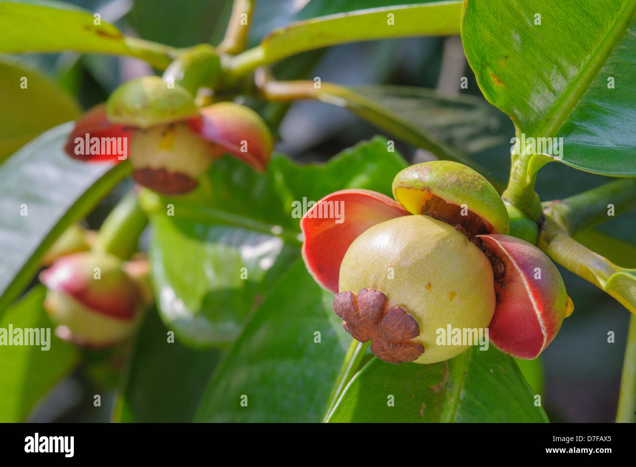Mangosteen Flower High Resolution Stock Photography and Images Alamy