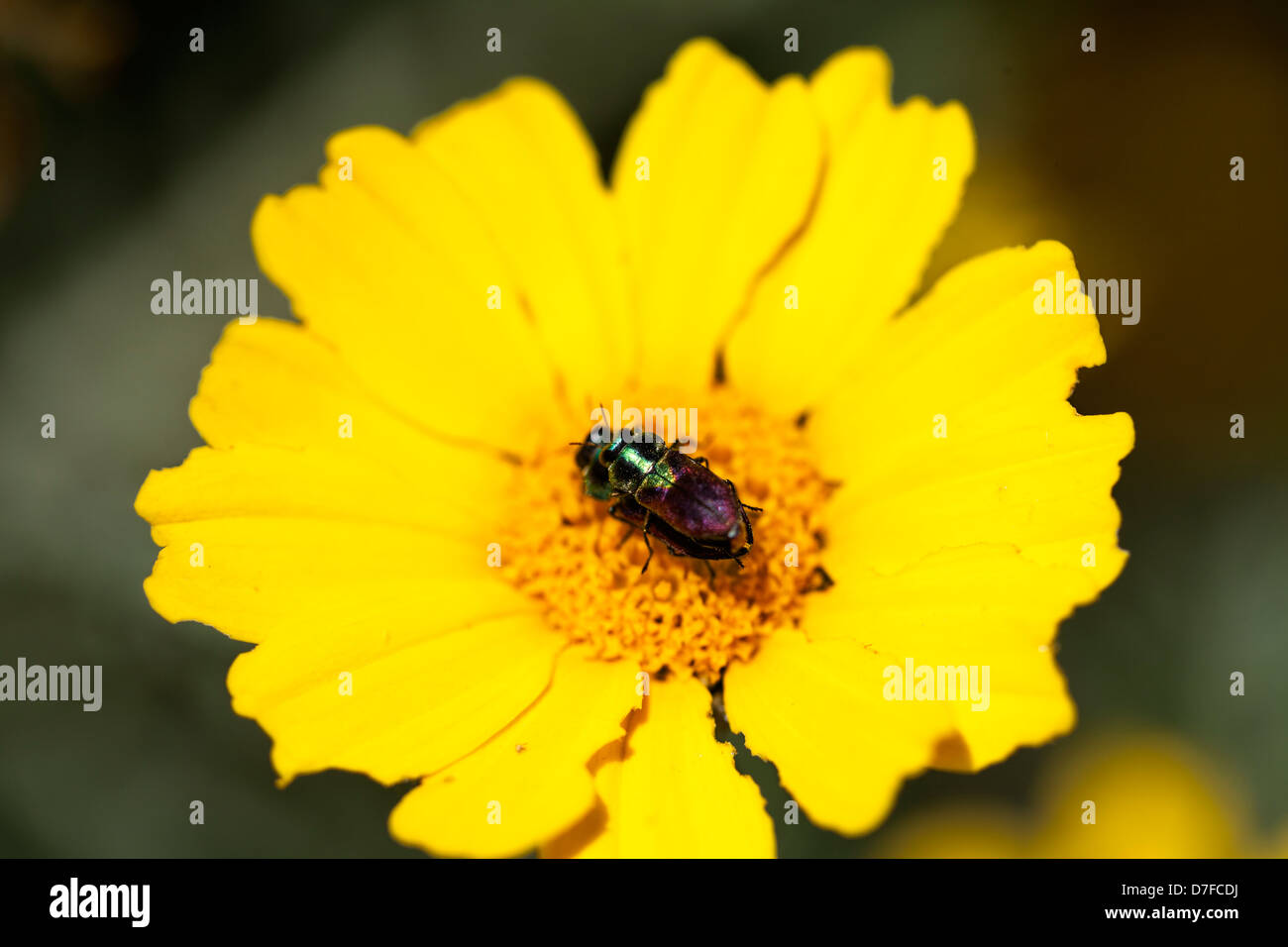 Macro view two colorful beetles (one on top other) resting (?) on