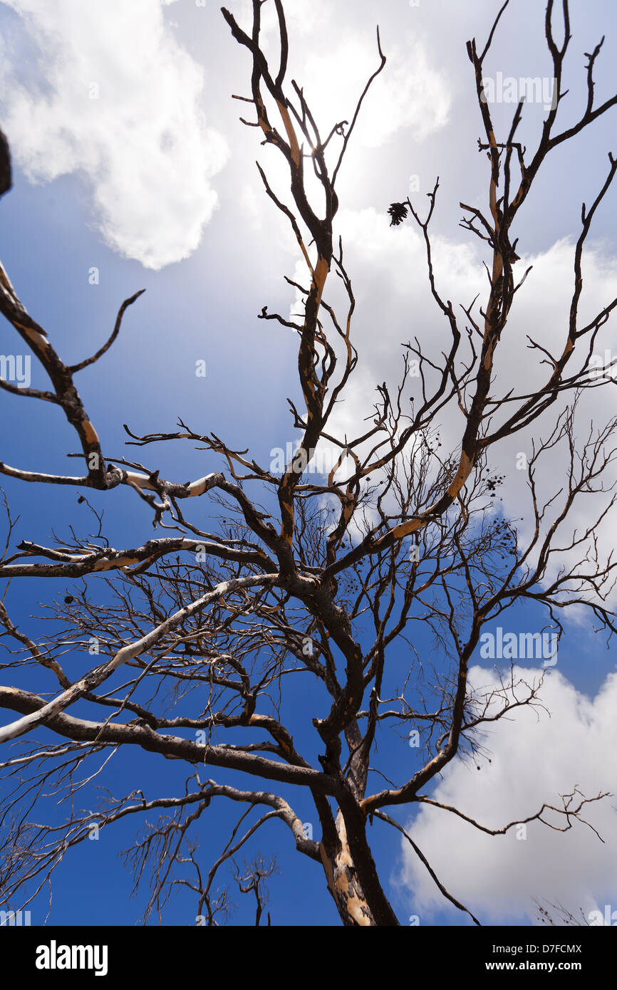Pinee tree branches are partially covering the deep blue cloudy sky and ...