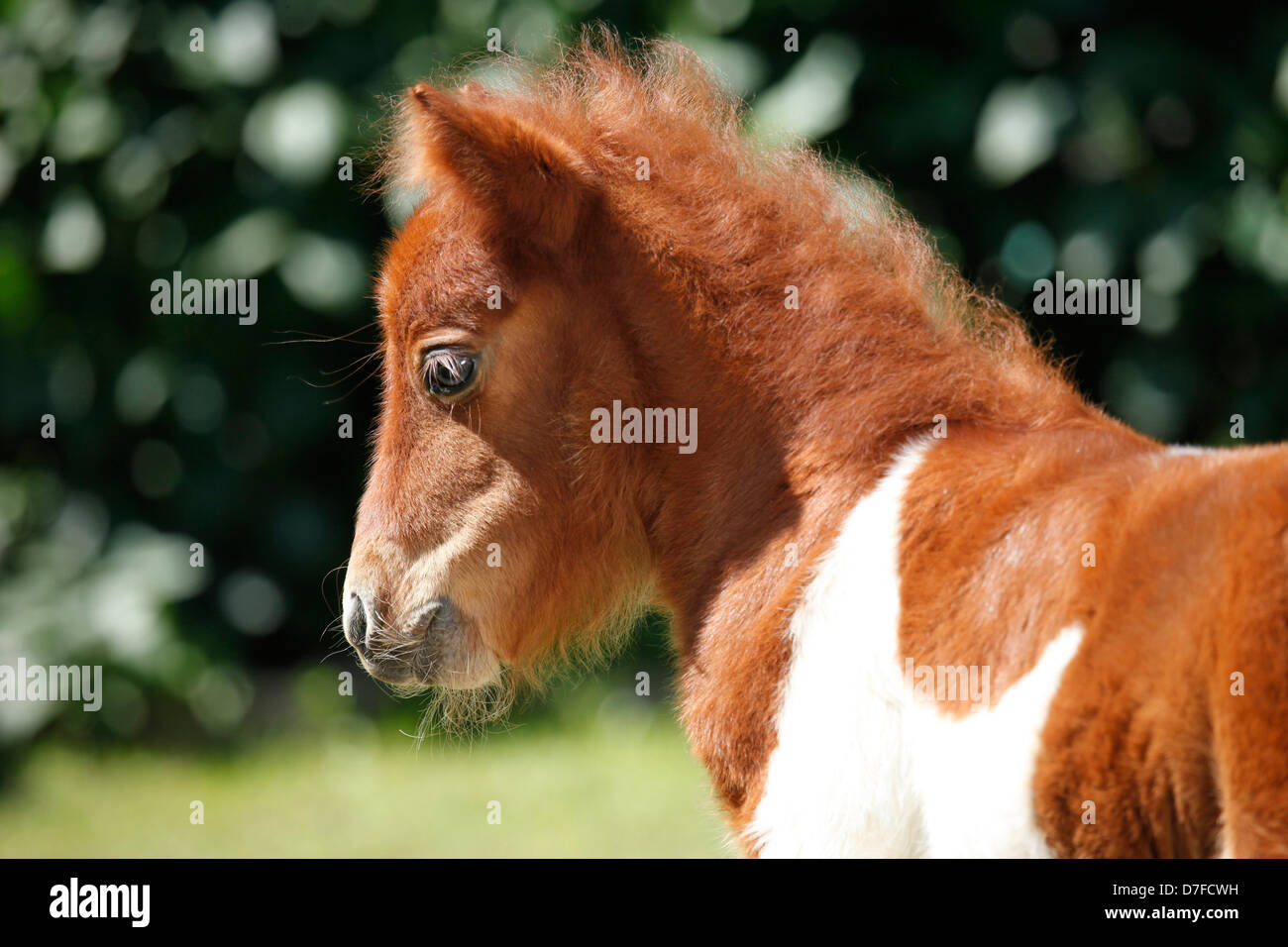 Falabellas Stock Photos & Falabellas Stock Images - Alamy