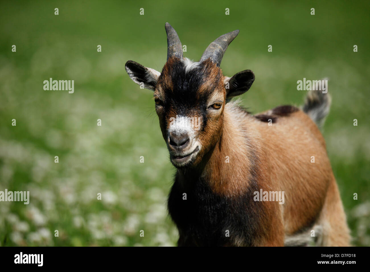 Pigmy goats hi-res stock photography and images - Alamy