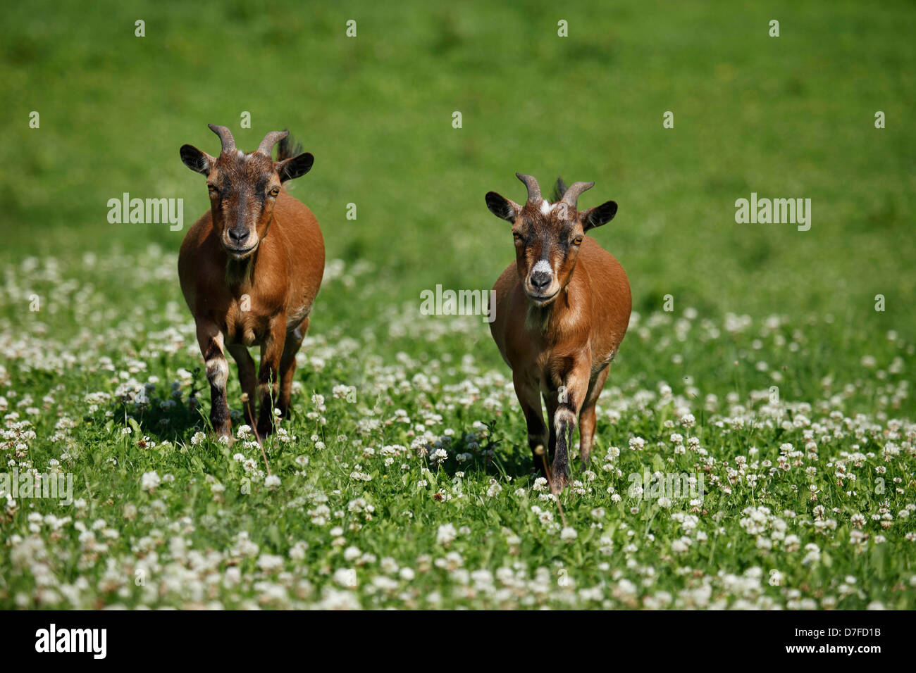 pygmy goats Stock Photo