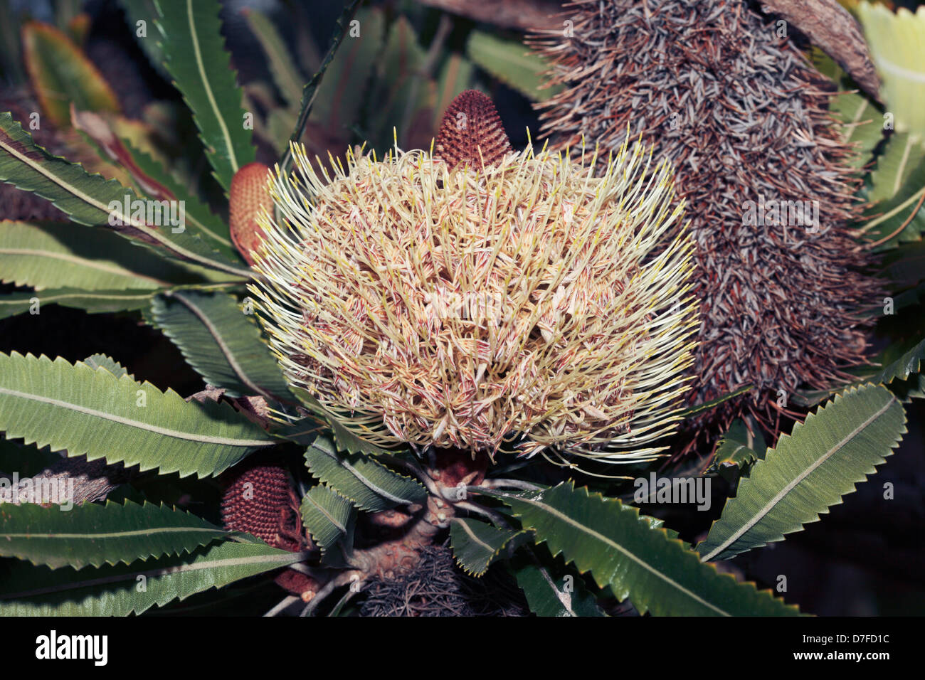 Saw Banksia early growth of flower spike and old flower spike- Banksia serrata- Family Proteaceae Stock Photo