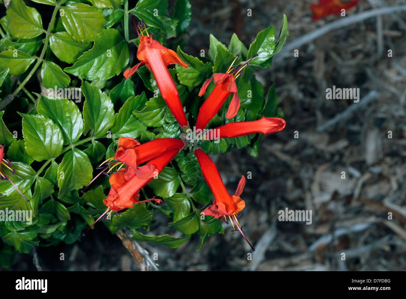 Cape Honeysuckle capensis Family Bignoniaceae Stock Photo Alamy