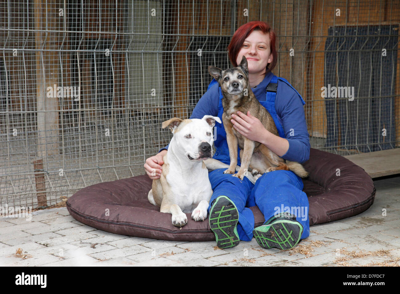 dogs at pound Stock Photo Alamy