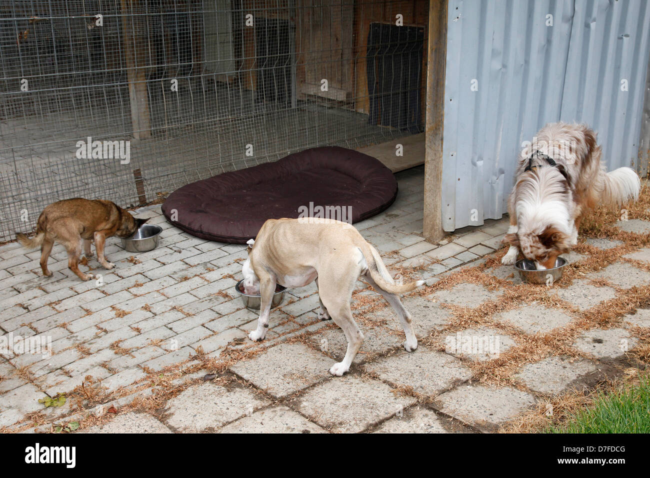 dogs at pound Stock Photo Alamy