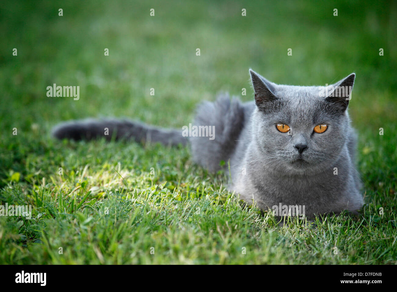 lying British Shorthair Stock Photo Alamy
